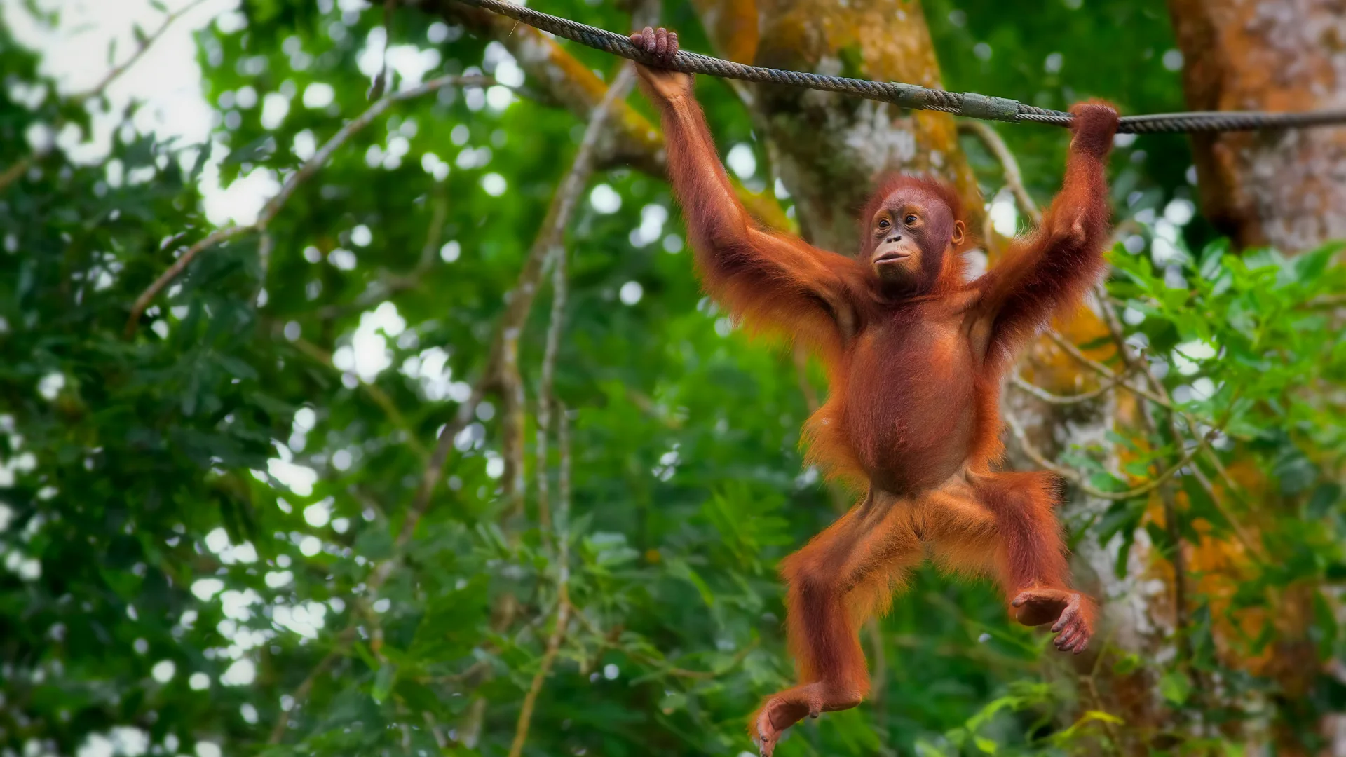Borneo - exkluzívna tajomná dovolenka a zážitky: najlepšie dobrodružné výlety v exotike